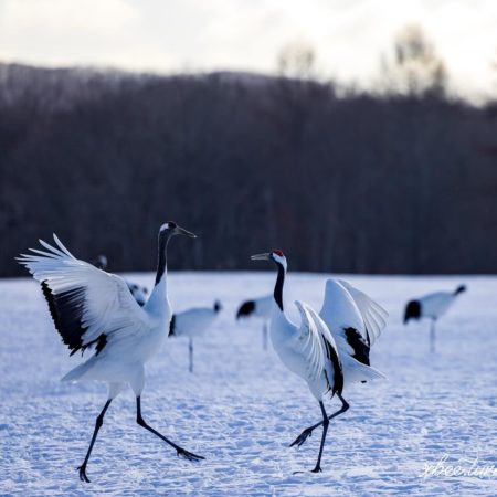 pair dance of japanese cranes (Tsurui)