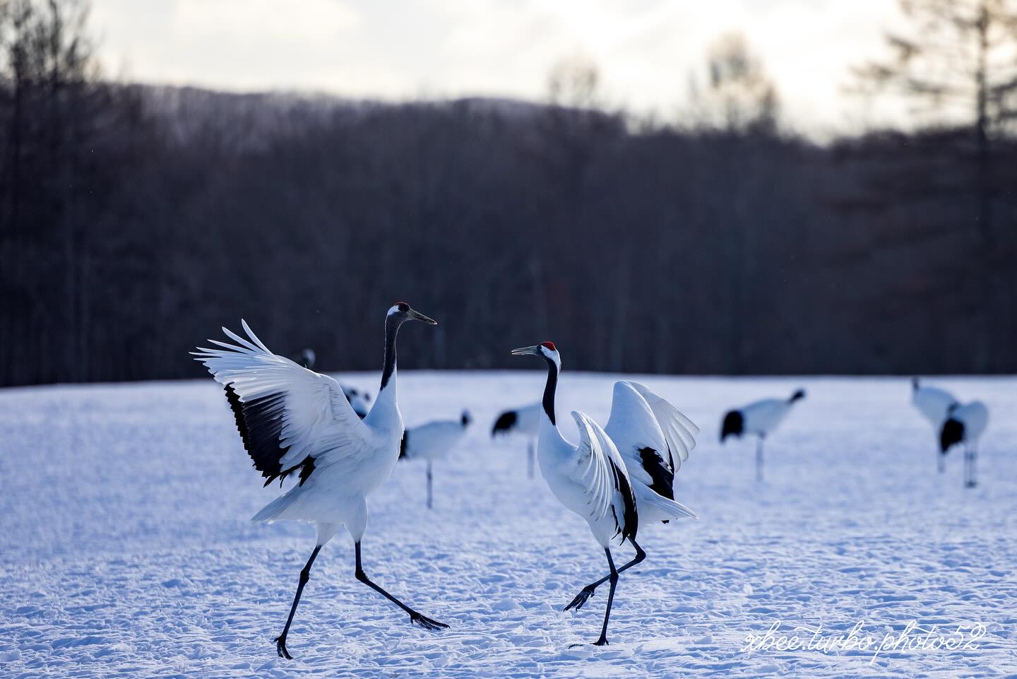 pair dance of japanese cranes (Tsurui)