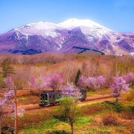 山線の春（倶知安町）