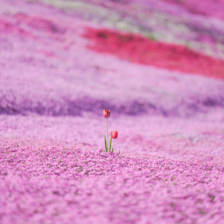 Tulips Together (Engaru)