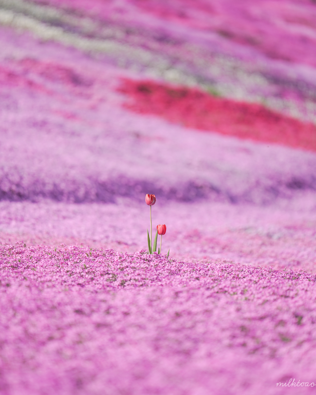 Tulips Together (Engaru)