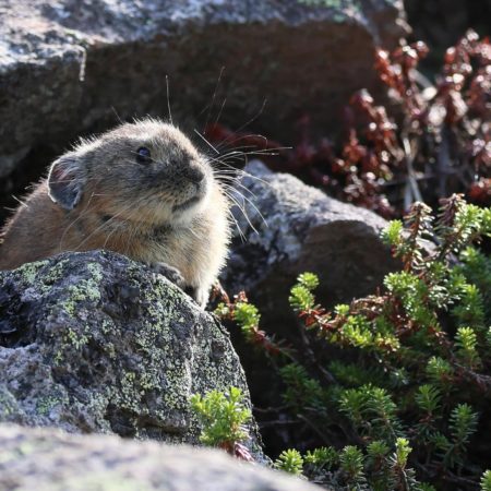 岩陰から覗くナキウサギ（鹿追町）