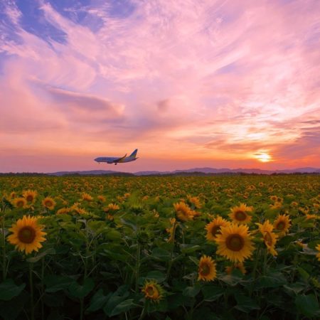 空港近くのひまわり（大空町）