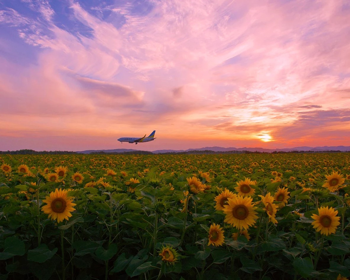 空港近くのひまわり（大空町）