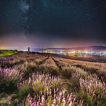 Starry sky and lavender fields（Kamifurano）