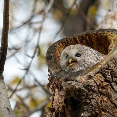 昼間のエゾフクロウ（旭川市）
