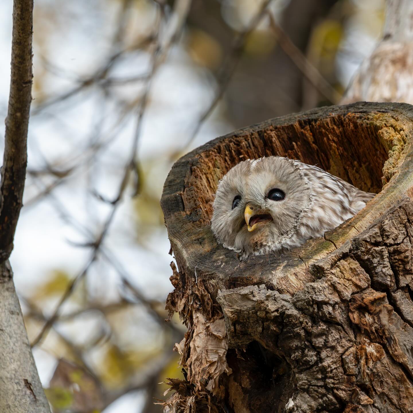 昼間のエゾフクロウ（旭川市）