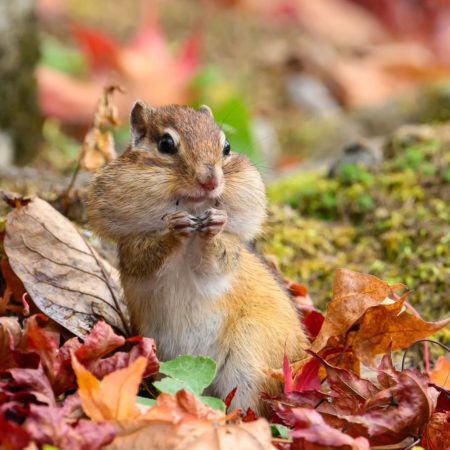 落ち葉とリス（置戸町）