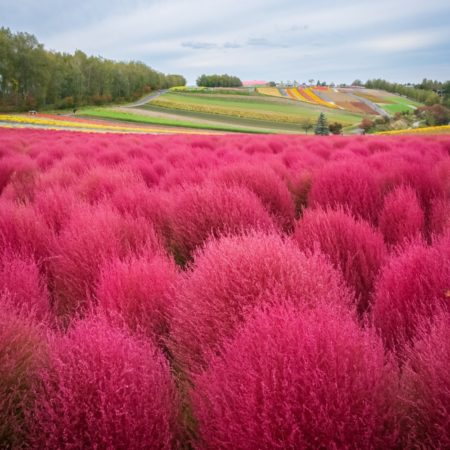 もふもふコキア（美瑛町）