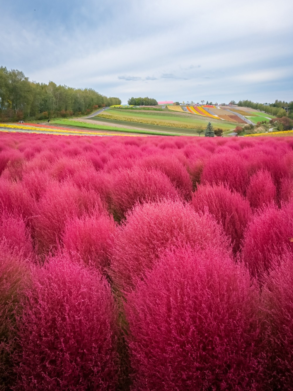 もふもふコキア（美瑛町）