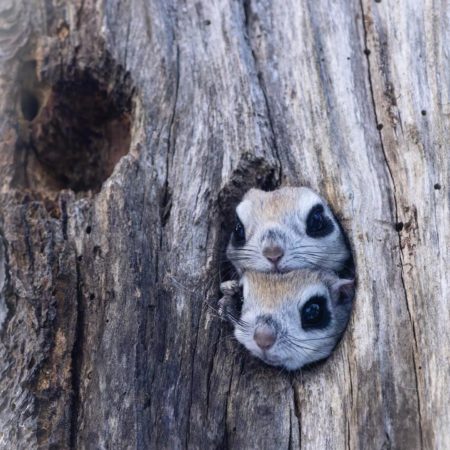 仲良しのエゾモモンガ（道東）