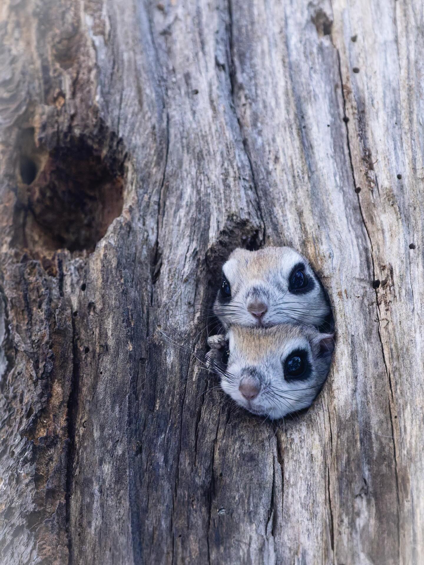 仲良しのエゾモモンガ（道東）